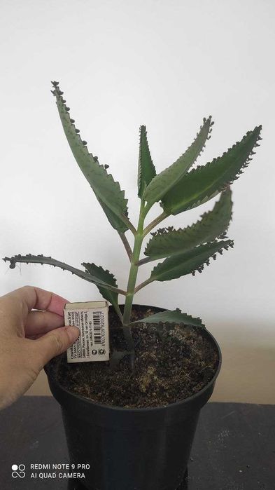 Каланхое лікарське, сорт Дегремона / каланхоэ лечебное, сорт Дегремона