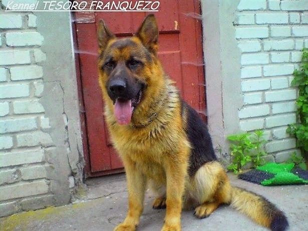 Крупні, породні цуценята німецької вівчарки від робочих батьків!