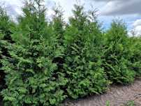 Thuja tuja Brabant 240-280 cm i inne żywopłot Transport