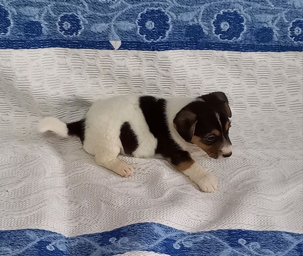 Jack Russell terrier pelo curto macho