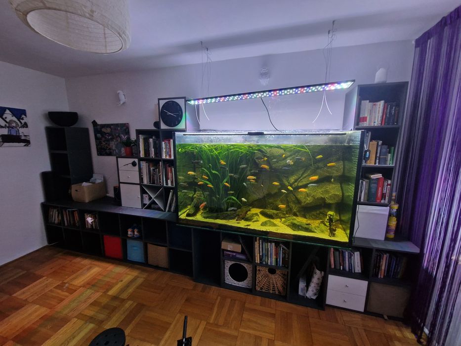 Akwarium 1200l wraz z regałem, wyposazeniem i obsadą (Malawi)
