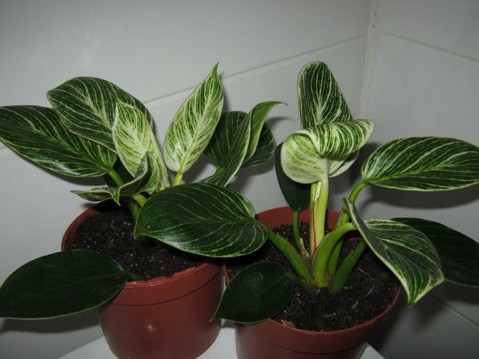 филодендрон разные сорта домашние деленки от 50грн