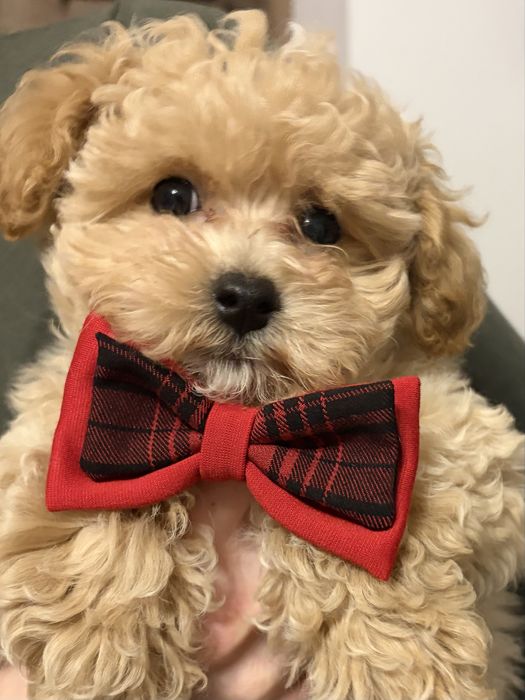 OSTATNI SAMIEC Bichpoo, Frispoo, , Pochoon, Maltipoo