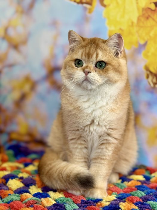 Котик британский завуалированное золото by12