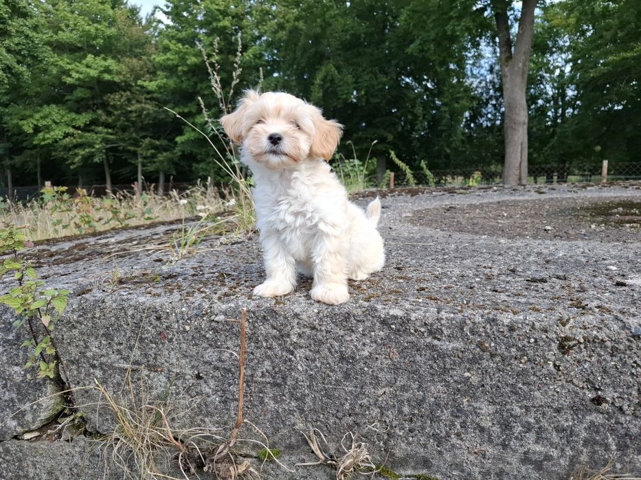 maltipoo szczeniak