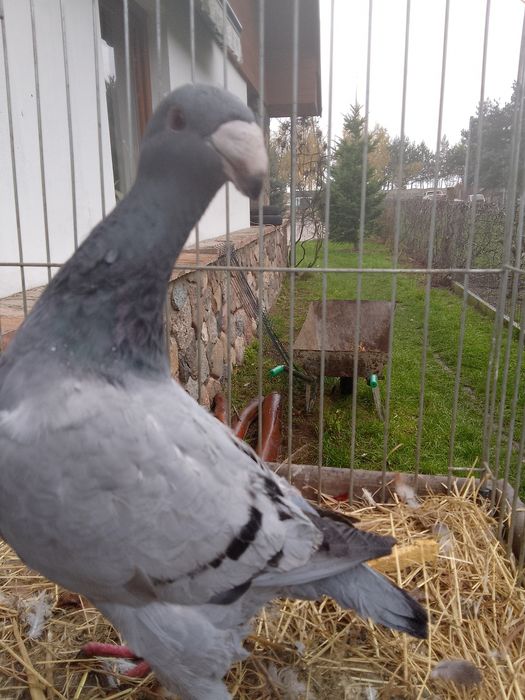 Garbonosy Wystawowe Niemieckie