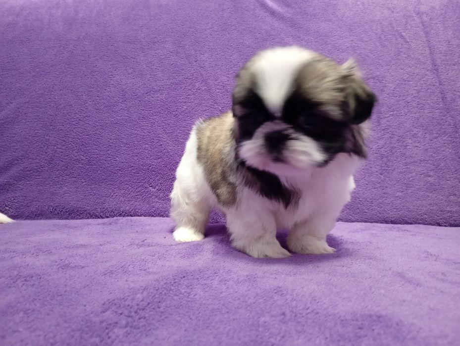Shih tzu suczka tricolor z rodowodem