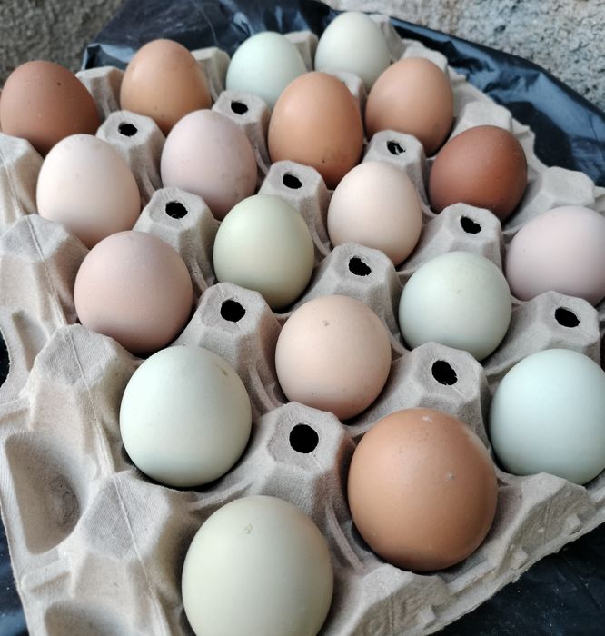 Ovos caseiros , frescos recolhidos diariamente