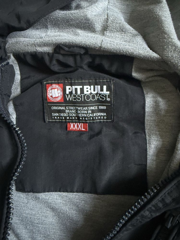 Kittak wiosenn Pitbull
