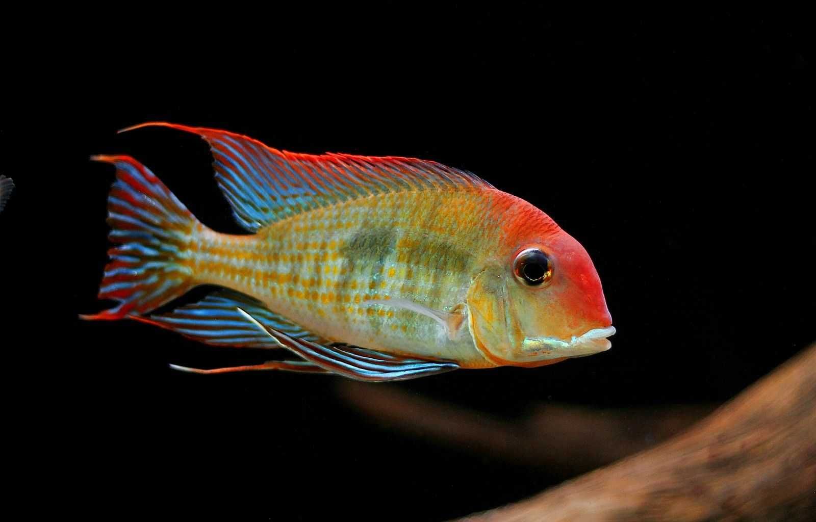 Ziemiojad RED HEAD TAPAJOS - Geophagus - dowóz, wysyłka