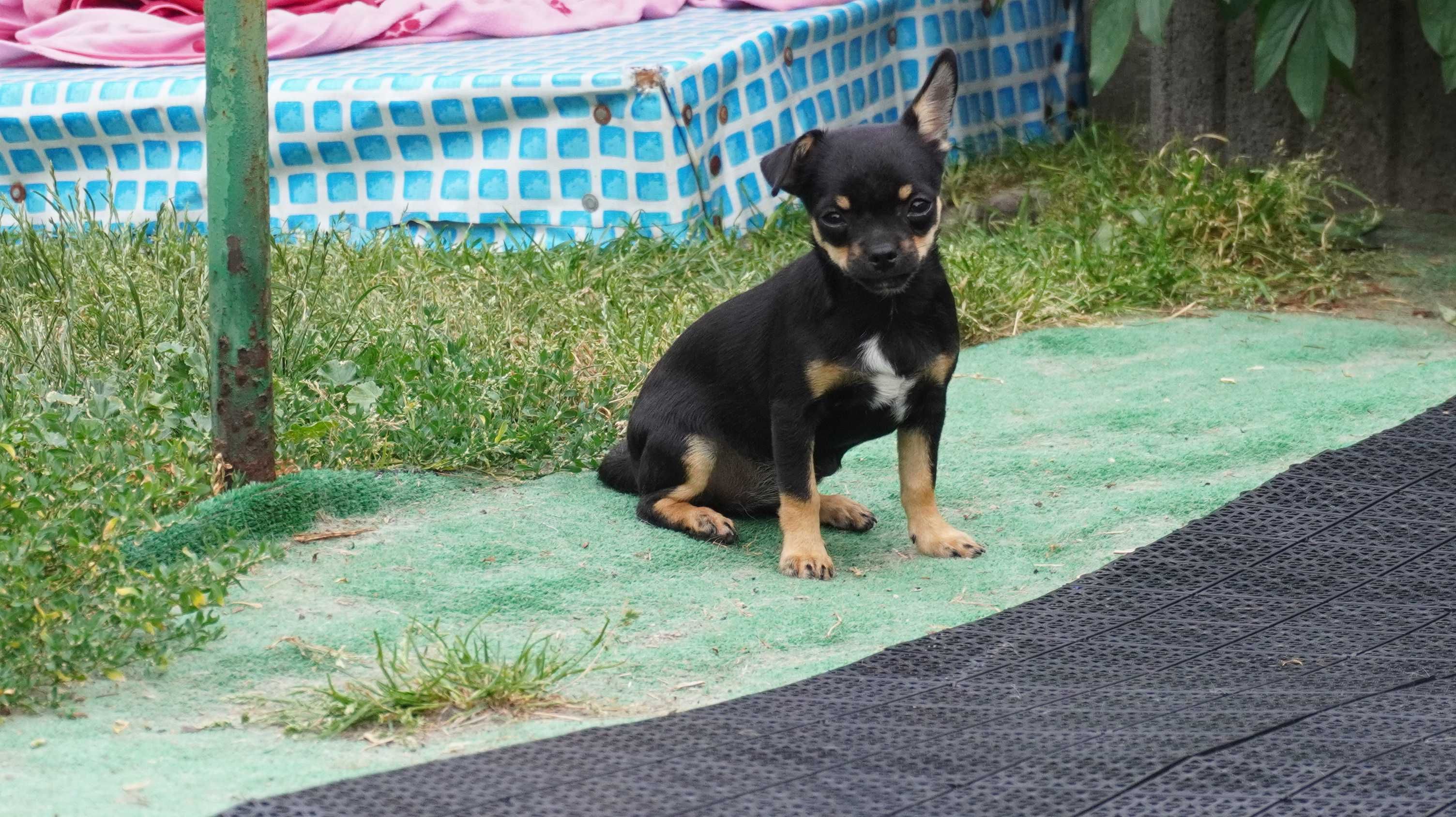 Sunia krótkowłosa Chihuahua - ZKwP/FCI