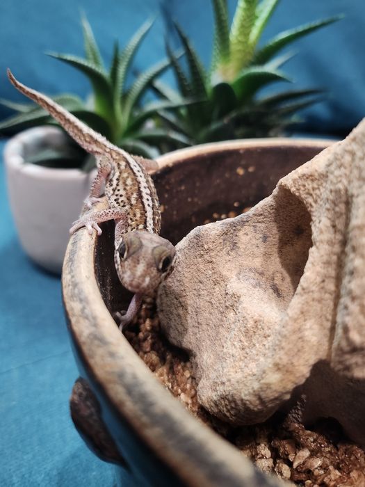 Gekon madagaskarski, Paroedura Picta