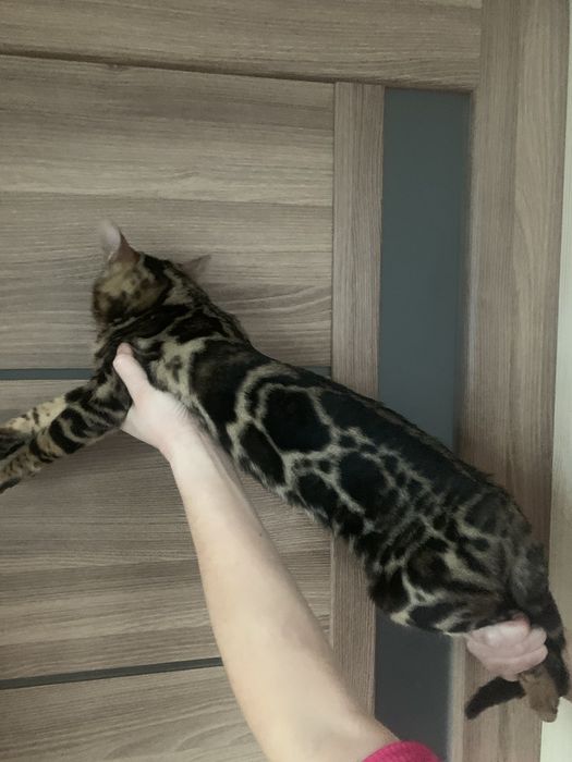 Бенгальске кошеня хлопчик 5міс