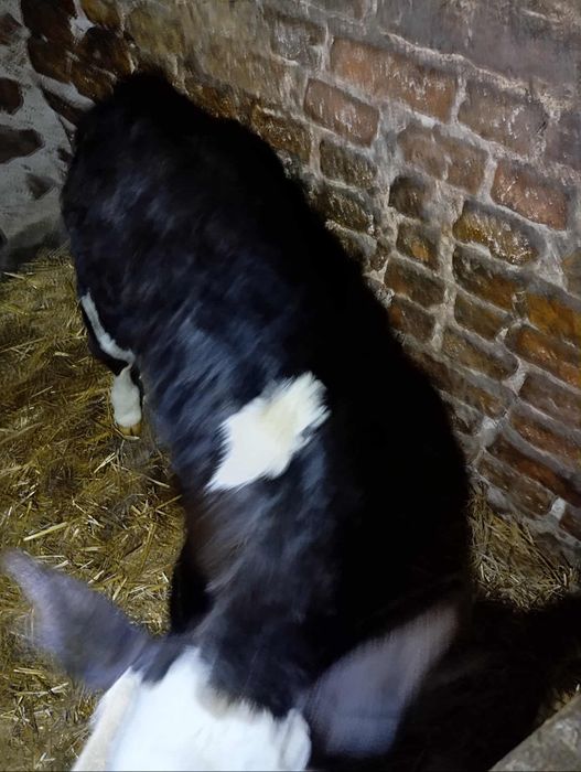 Jałoszka czarno biała