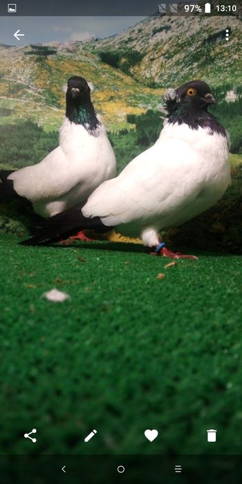 Pombos de várias raças.