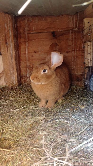 Продам тушки кролів