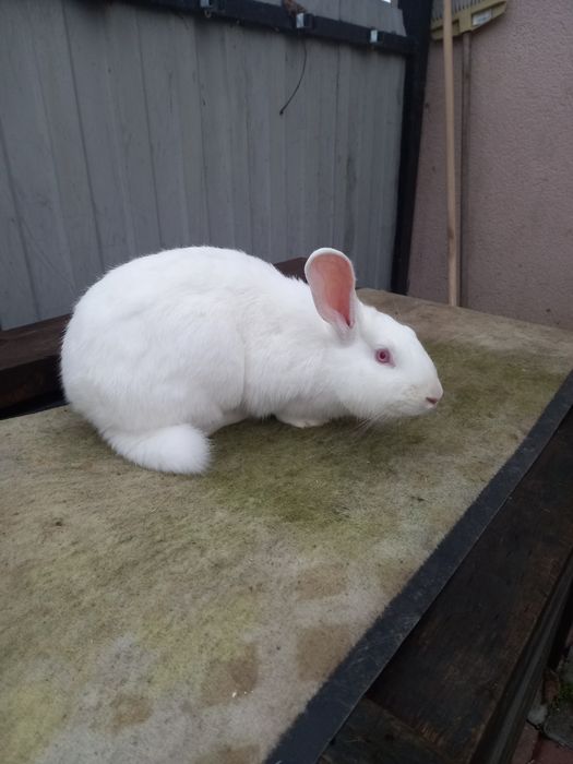 Продаю кролів породи термонська біла.