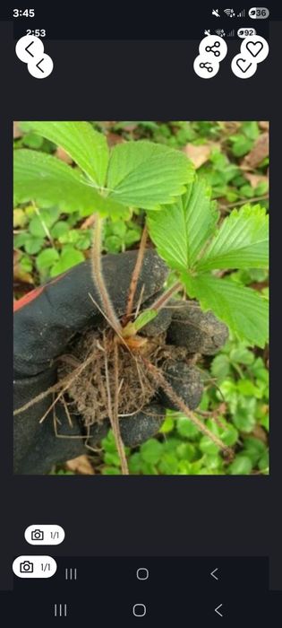 Sadzonki poziomek 20 sztuk