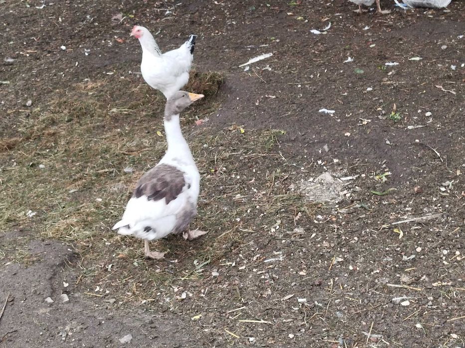 Sprzedam  gęsi i perliczki