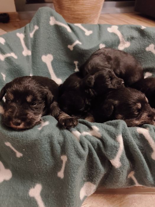 Sznaucer miniaturowy pieprz i sól