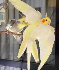 Повітряний акробат - папуги Корелла