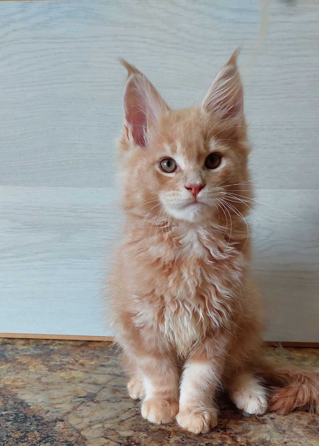 Котики бегемотики из питомника.