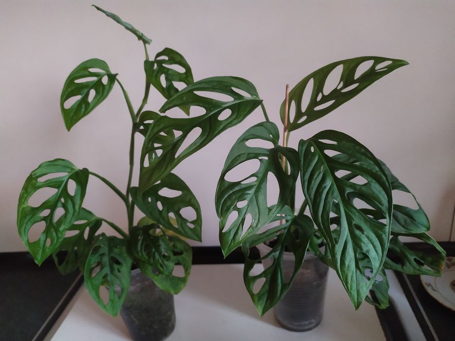 Монстера Адансоні, манки обликва. Аглаонема. Алоказія