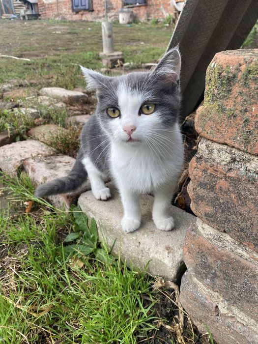 Кошенята шукають добрі руки