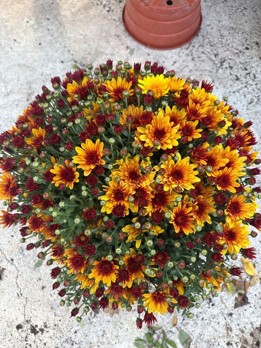 Chryzantema drobnokwiatowa