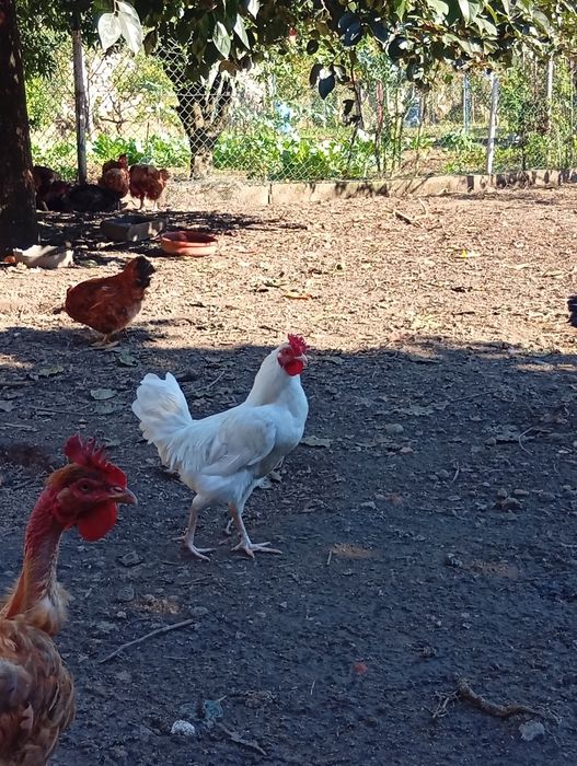 Troco por fêmea deste ano