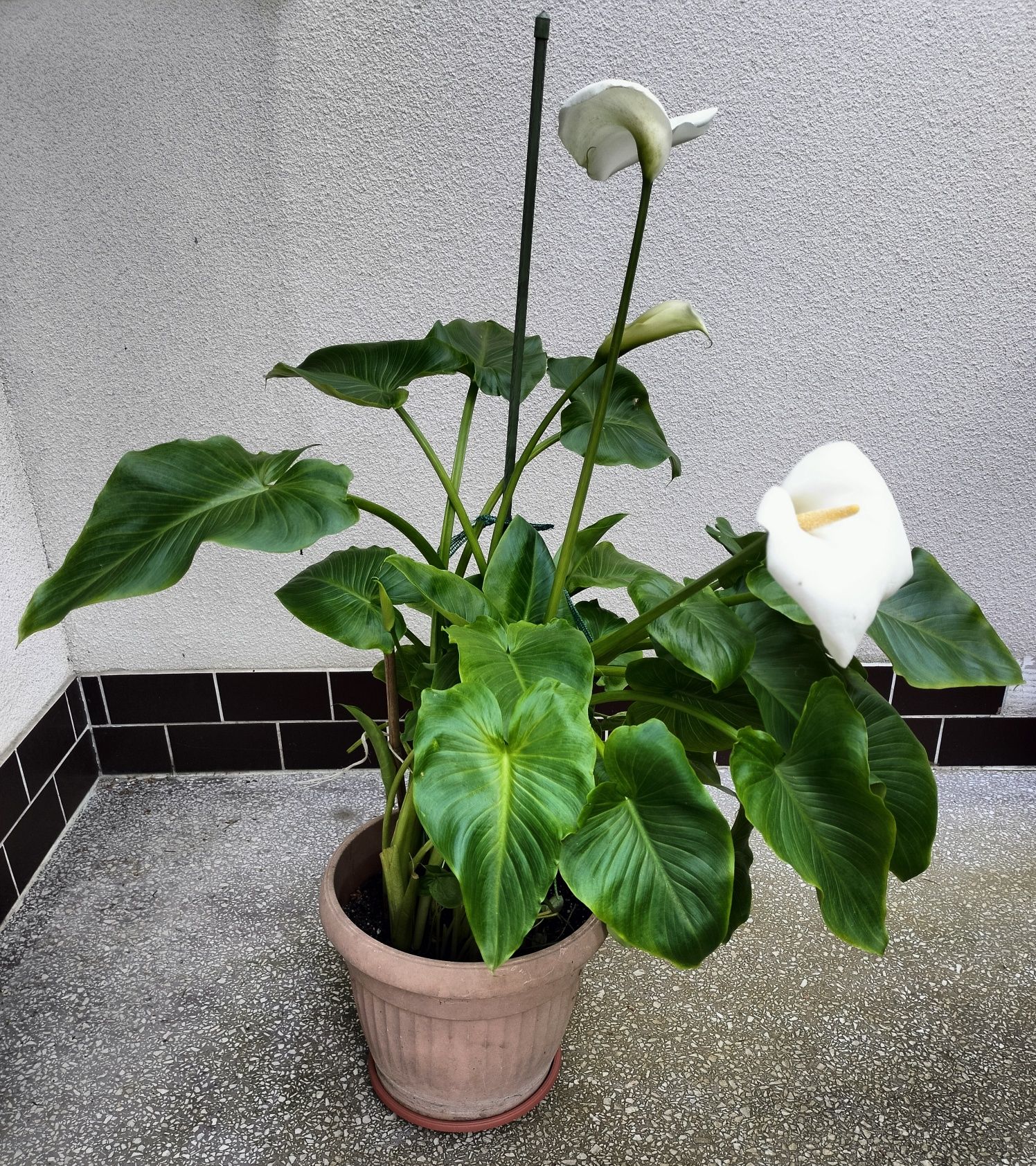Kwiat / Kwiatek doniczkowy -Zantedeschia, Calla, Kalla, Kalia-ok 110cm