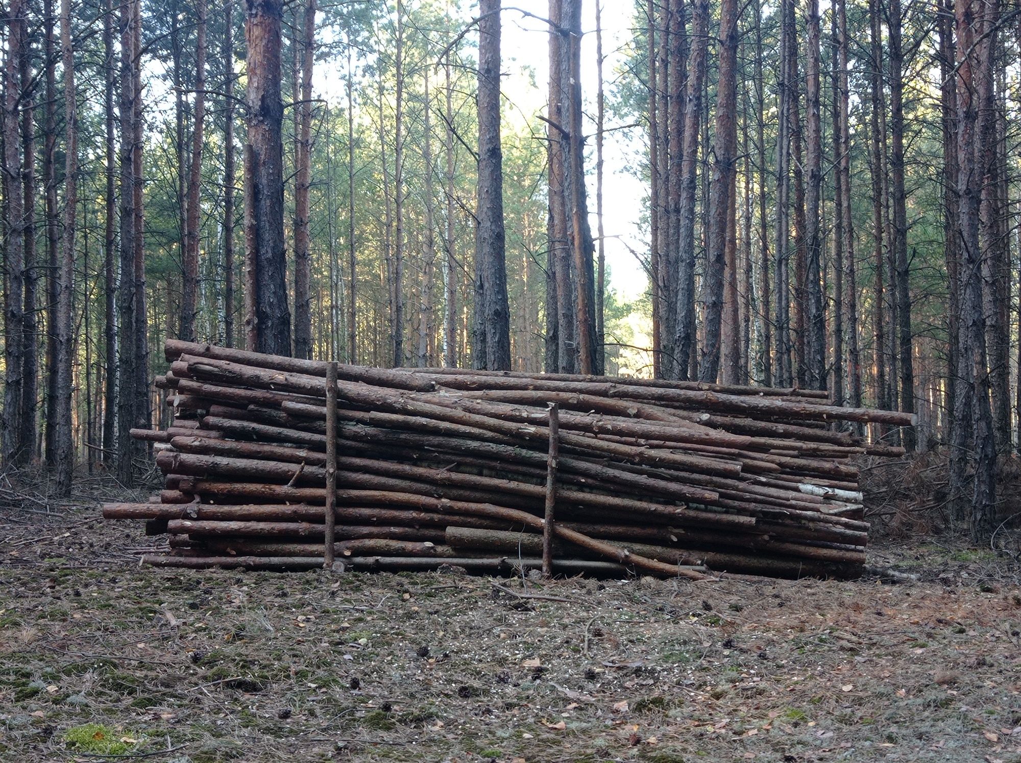 Drewno opałowe sosna