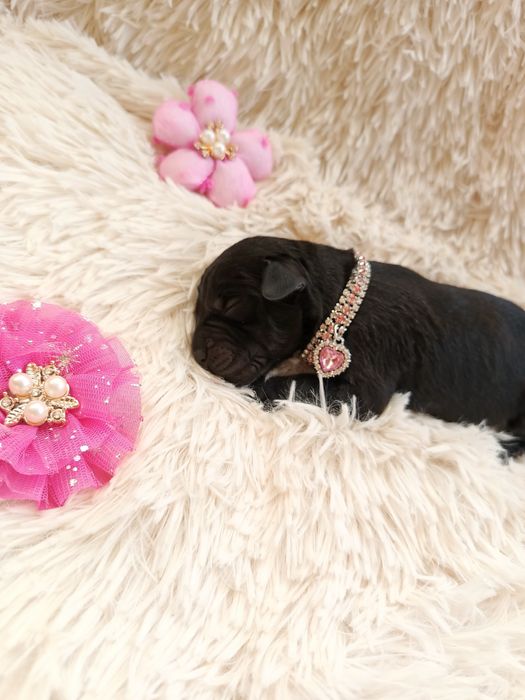 Prześliczna sunia labrador retriever Tosia