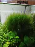 Mech Stringy moss / cały kubek