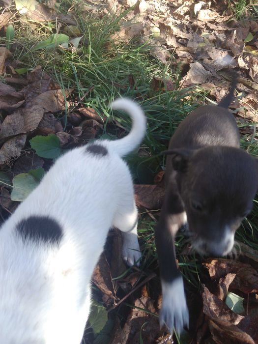 цуценята. песики . місячного віку