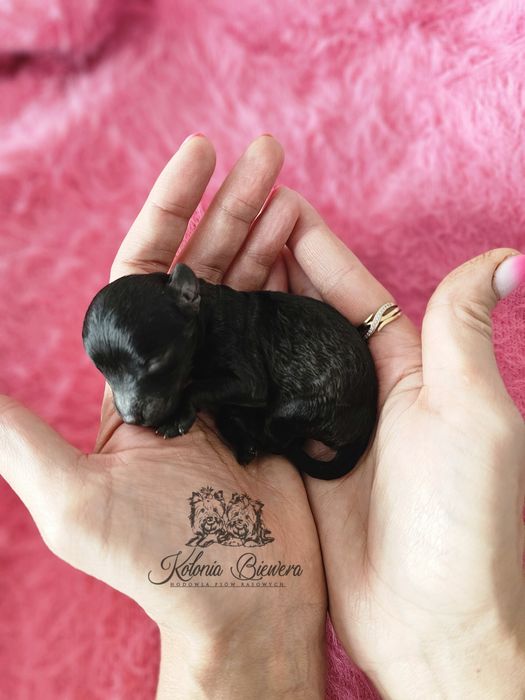 Pudel Miniaturowy czarna dziewczynka Badania genetyczne!!!