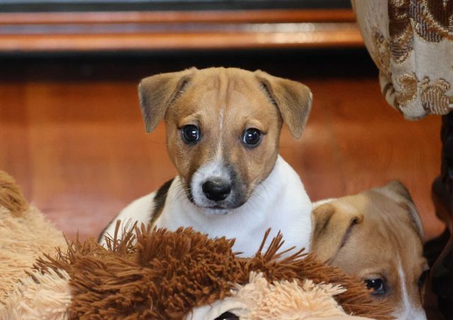 Jack Russell Terrier / BREFIO-  piesek biało brązowy