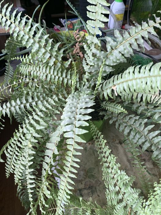 Цветы,продам.комнатные,кактусы,