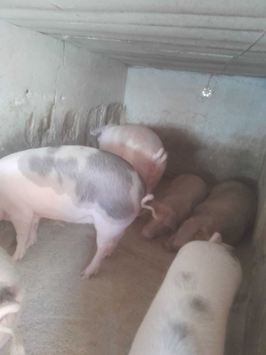 Продам свині живою вагою