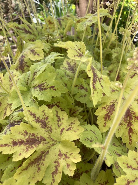 Hosty żurawki piękne okazy