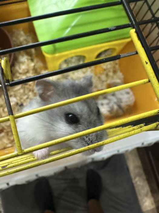 Продам хомяков джунгариков