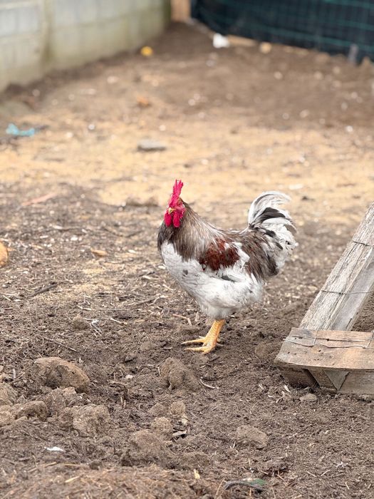 Galos jersey gigante