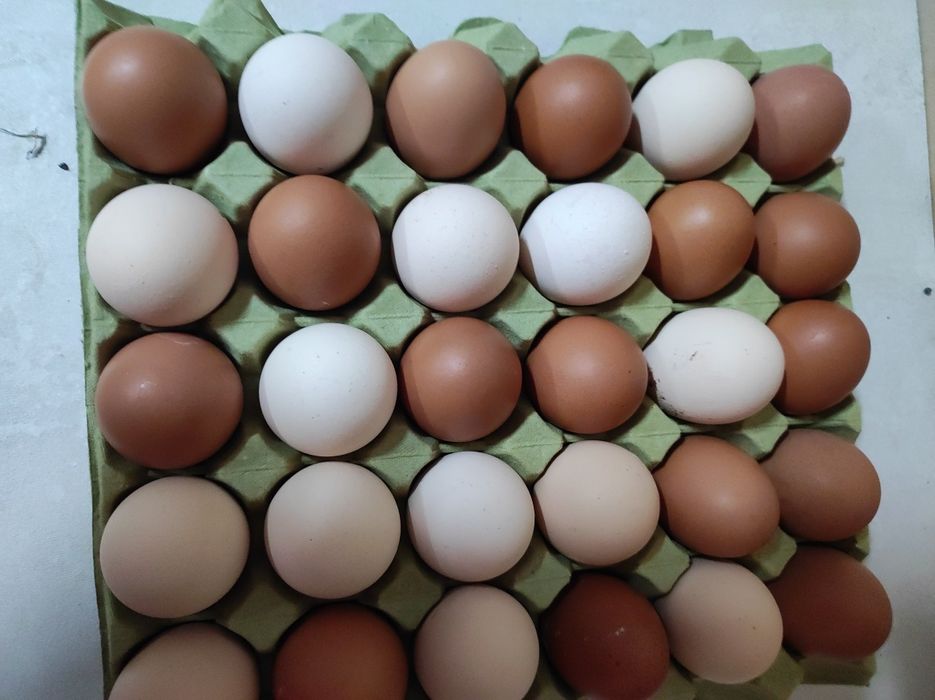 Jaja swojskie z przydomowego chowu