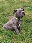american staffordshire terrier