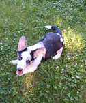 Welsh Corgi Cardigan blue merle