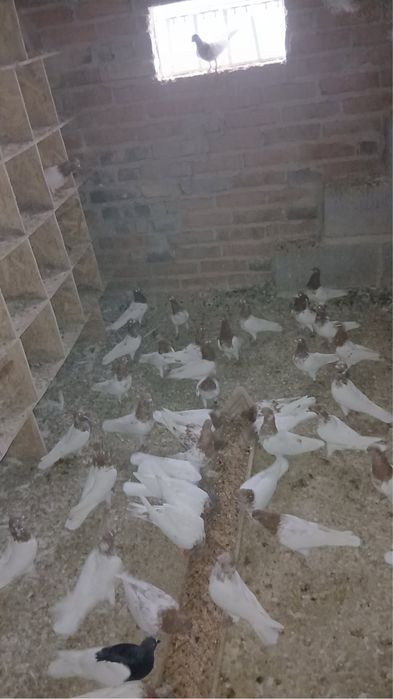 Sprzedam gołebie budapeszty i murzyny