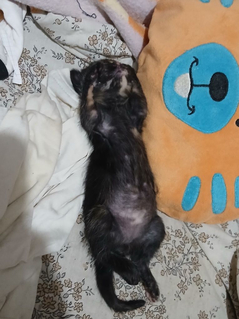 Gatinha bebe fêmea para adoção