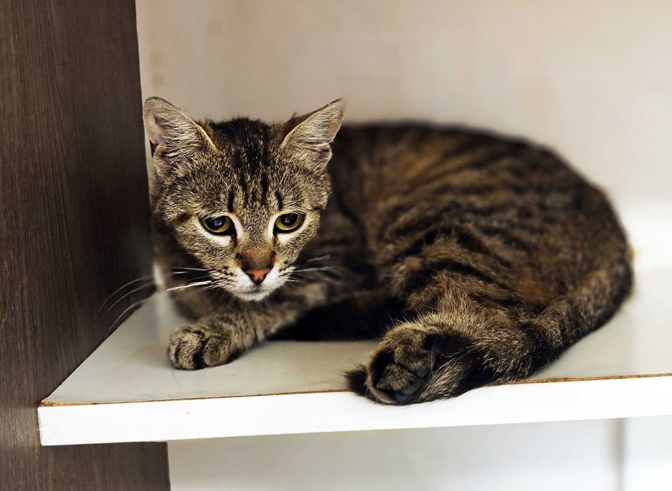 Ніжна і добра кото-дівчинка Квітя (10 міс) дуже сумує без людини!