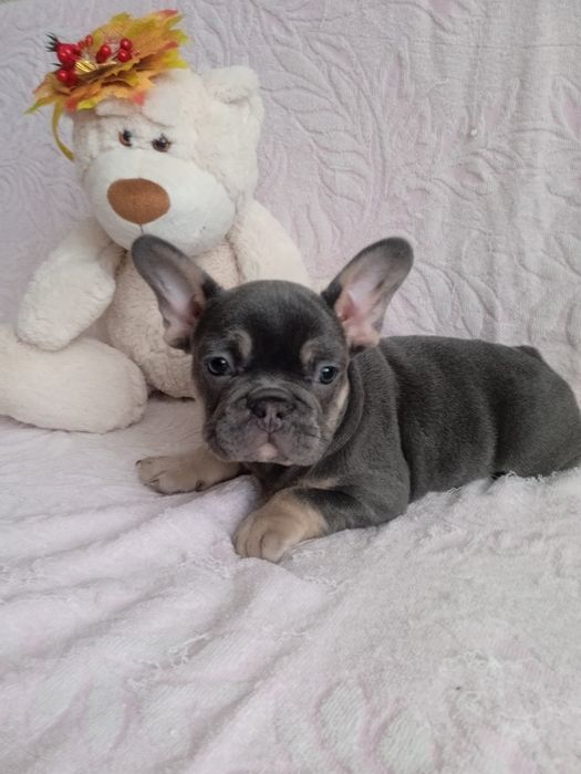 Французький БУЛЬДОГ дівчинка блу тан.
