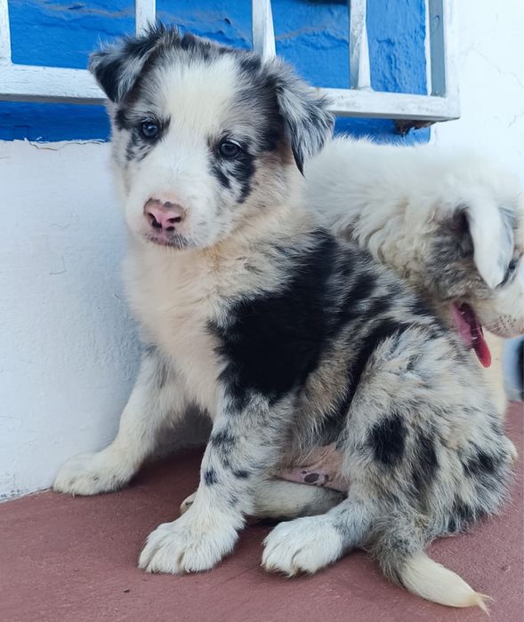 Border Collie azul merle